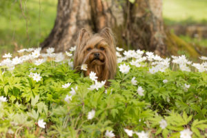 Little dog sits middle of wildflowers, Anemone nemorosa Little dog sits middle of wildflowers, Anemone nemorosa